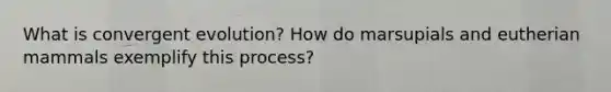 What is convergent evolution? How do marsupials and eutherian mammals exemplify this process?