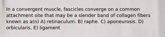 In a convergent muscle, fascicles converge on a common attachment site that may be a slender band of collagen fibers known as a(n) A) retinaculum. B) raphe. C) aponeurosis. D) orbicularis. E) ligament