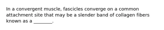 In a convergent muscle, fascicles converge on a common attachment site that may be a slender band of collagen fibers known as a ________.
