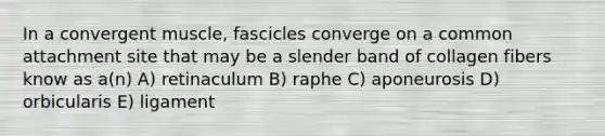 In a convergent muscle, fascicles converge on a common attachment site that may be a slender band of collagen fibers know as a(n) A) retinaculum B) raphe C) aponeurosis D) orbicularis E) ligament