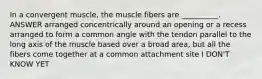 In a convergent muscle, the muscle fibers are __________. ANSWER arranged concentrically around an opening or a recess arranged to form a common angle with the tendon parallel to the long axis of the muscle based over a broad area, but all the fibers come together at a common attachment site I DON'T KNOW YET