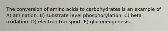 The conversion of <a href='https://www.questionai.com/knowledge/k9gb720LCl-amino-acids' class='anchor-knowledge'>amino acids</a> to carbohydrates is an example of A) amination. B) substrate-level phosphorylation. C) beta-oxidation. D) electron transport. E) gluconeogenesis.