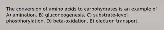 The conversion of amino acids to carbohydrates is an example of A) amination. B) gluconeogenesis. C) substrate-level phosphorylation. D) beta-oxidation. E) electron transport.