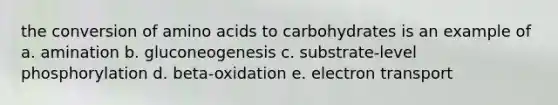 the conversion of <a href='https://www.questionai.com/knowledge/k9gb720LCl-amino-acids' class='anchor-knowledge'>amino acids</a> to carbohydrates is an example of a. amination b. gluconeogenesis c. substrate-level phosphorylation d. beta-oxidation e. electron transport