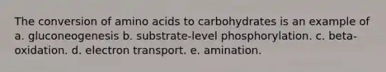 The conversion of <a href='https://www.questionai.com/knowledge/k9gb720LCl-amino-acids' class='anchor-knowledge'>amino acids</a> to carbohydrates is an example of a. gluconeogenesis b. substrate-level phosphorylation. c. beta-oxidation. d. electron transport. e. amination.