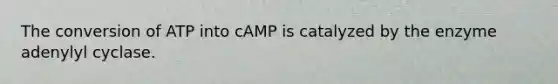 The conversion of ATP into cAMP is catalyzed by the enzyme adenylyl cyclase.