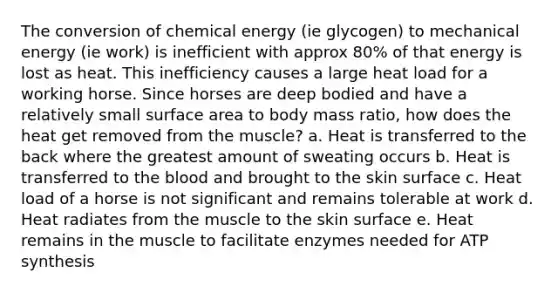 The conversion of chemical energy (ie glycogen) to mechanical energy (ie work) is inefficient with approx 80% of that energy is lost as heat. This inefficiency causes a large heat load for a working horse. Since horses are deep bodied and have a relatively small surface area to body mass ratio, how does the heat get removed from the muscle? a. Heat is transferred to the back where the greatest amount of sweating occurs b. Heat is transferred to the blood and brought to the skin surface c. Heat load of a horse is not significant and remains tolerable at work d. Heat radiates from the muscle to the skin surface e. Heat remains in the muscle to facilitate enzymes needed for ATP synthesis