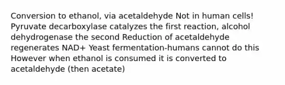 Conversion to ethanol, via acetaldehyde Not in human cells! Pyruvate decarboxylase catalyzes the first reaction, alcohol dehydrogenase the second Reduction of acetaldehyde regenerates NAD+ Yeast fermentation-humans cannot do this However when ethanol is consumed it is converted to acetaldehyde (then acetate)