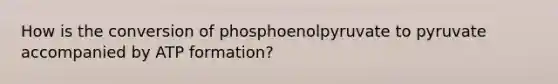 How is the conversion of phosphoenolpyruvate to pyruvate accompanied by ATP formation?