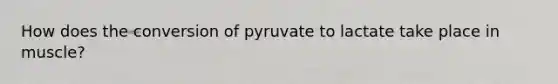 How does the conversion of pyruvate to lactate take place in muscle?