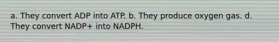 a. They convert ADP into ATP. b. They produce oxygen gas. d. They convert NADP+ into NADPH.