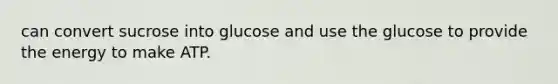 can convert sucrose into glucose and use the glucose to provide the energy to make ATP.