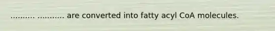 .......... ........... are converted into fatty acyl CoA molecules.