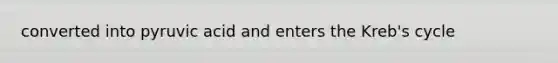 converted into pyruvic acid and enters the Kreb's cycle