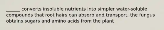 ______ converts insoluble nutrients into simpler water-soluble compounds that root hairs can absorb and transport. the fungus obtains sugars and amino acids from the plant