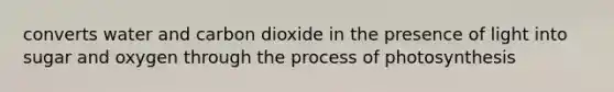 converts water and carbon dioxide in the presence of light into sugar and oxygen through the process of photosynthesis