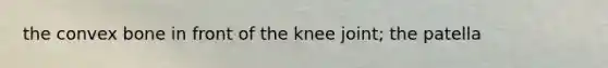 the convex bone in front of the knee joint; the patella