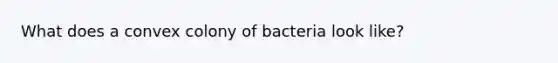 What does a convex colony of bacteria look like?