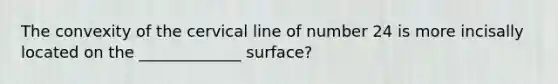 The convexity of the cervical line of number 24 is more incisally located on the _____________ surface?