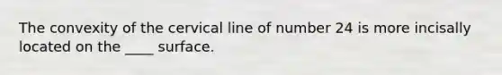 The convexity of the cervical line of number 24 is more incisally located on the ____ surface.