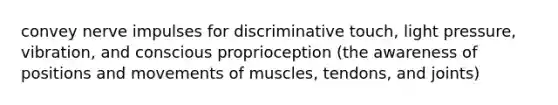 convey nerve impulses for discriminative touch, light pressure, vibration, and conscious proprioception (the awareness of positions and movements of muscles, tendons, and joints)