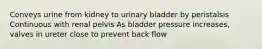 Conveys urine from kidney to urinary bladder by peristalsis Continuous with renal pelvis As bladder pressure increases, valves in ureter close to prevent back flow