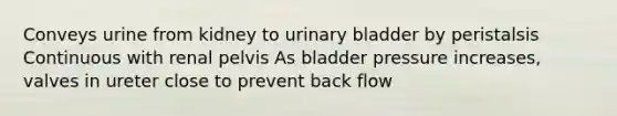 Conveys urine from kidney to <a href='https://www.questionai.com/knowledge/kb9SdfFdD9-urinary-bladder' class='anchor-knowledge'>urinary bladder</a> by peristalsis Continuous with renal pelvis As bladder pressure increases, valves in ureter close to prevent back flow