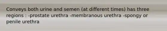 Conveys both urine and semen (at different times) has three regions : -prostate urethra -membranous urethra -spongy or penile urethra