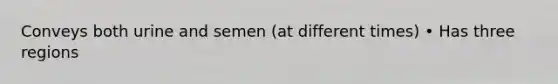 Conveys both urine and semen (at different times) • Has three regions