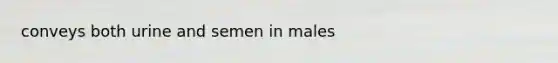 conveys both urine and semen in males