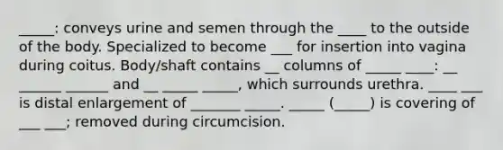 _____: conveys urine and semen through the ____ to the outside of the body. Specialized to become ___ for insertion into vagina during coitus. Body/shaft contains __ columns of _____ ____: __ ______ ______ and __ _____ _____, which surrounds urethra. ____ ___ is distal enlargement of _______ _____. _____ (_____) is covering of ___ ___; removed during circumcision.