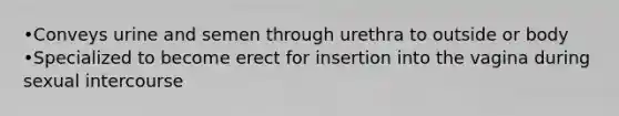 •Conveys urine and semen through urethra to outside or body •Specialized to become erect for insertion into the vagina during sexual intercourse