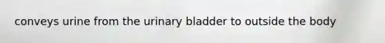 conveys urine from the urinary bladder to outside the body