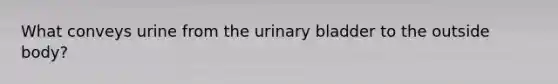 What conveys urine from the urinary bladder to the outside body?