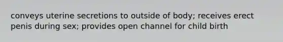 conveys uterine secretions to outside of body; receives erect penis during sex; provides open channel for child birth