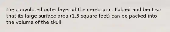 the convoluted outer layer of the cerebrum - Folded and bent so that its large surface area (1.5 square feet) can be packed into the volume of the skull