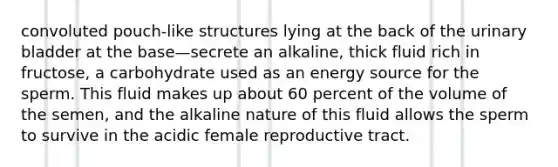 convoluted pouch-like structures lying at the back of the urinary bladder at the base—secrete an alkaline, thick fluid rich in fructose, a carbohydrate used as an energy source for the sperm. This fluid makes up about 60 percent of the volume of the semen, and the alkaline nature of this fluid allows the sperm to survive in the acidic female reproductive tract.