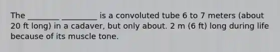 The ________ _________ is a convoluted tube 6 to 7 meters (about 20 ft long) in a cadaver, but only about. 2 m (6 ft) long during life because of its muscle tone.