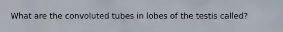 What are the convoluted tubes in lobes of the testis called?
