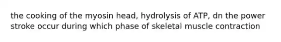 the cooking of the myosin head, hydrolysis of ATP, dn the power stroke occur during which phase of skeletal muscle contraction