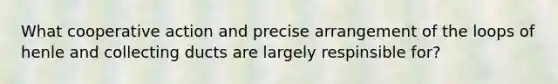 What cooperative action and precise arrangement of the loops of henle and collecting ducts are largely respinsible for?