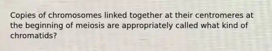 Copies of chromosomes linked together at their centromeres at the beginning of meiosis are appropriately called what kind of chromatids?