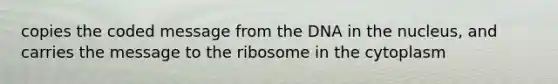 copies the coded message from the DNA in the nucleus, and carries the message to the ribosome in the cytoplasm