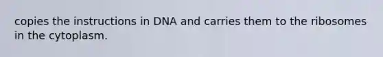 copies the instructions in DNA and carries them to the ribosomes in the cytoplasm.