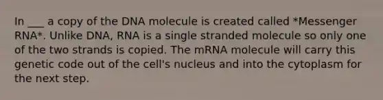 In ___ a copy of the DNA molecule is created called *Messenger RNA*. Unlike DNA, RNA is a single stranded molecule so only one of the two strands is copied. The mRNA molecule will carry this genetic code out of the cell's nucleus and into the cytoplasm for the next step.