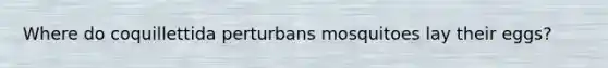 Where do coquillettida perturbans mosquitoes lay their eggs?