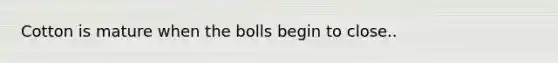 Cotton is mature when the bolls begin to close..