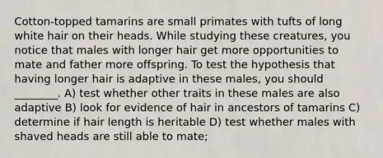 Cotton-topped tamarins are small primates with tufts of long white hair on their heads. While studying these creatures, you notice that males with longer hair get more opportunities to mate and father more offspring. To test the hypothesis that having longer hair is adaptive in these males, you should ________. A) test whether other traits in these males are also adaptive B) look for evidence of hair in ancestors of tamarins C) determine if hair length is heritable D) test whether males with shaved heads are still able to mate;