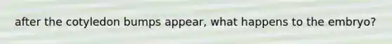after the cotyledon bumps appear, what happens to the embryo?