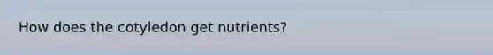 How does the cotyledon get nutrients?